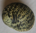 /products/nerita-nigerrima-1-dillwyn-1817/